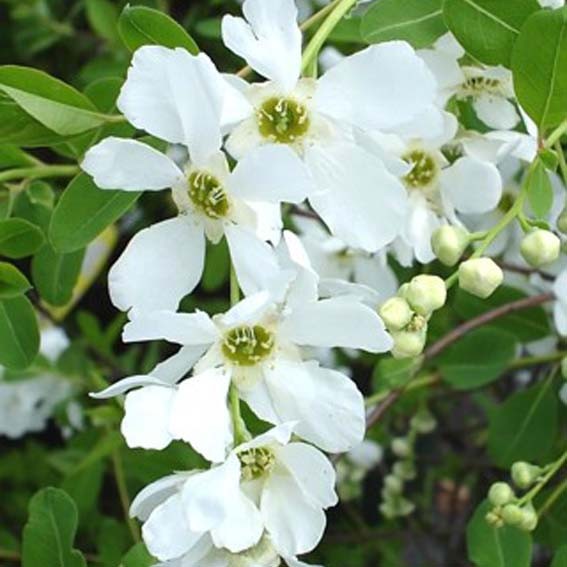 EXOCHORDA x macrantha  CTR 6L