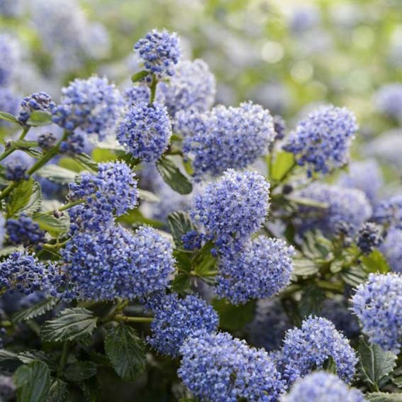 CEANOTHUS thyrsiflorus...