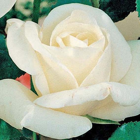 ROSIER grandes fleurs Blanc...