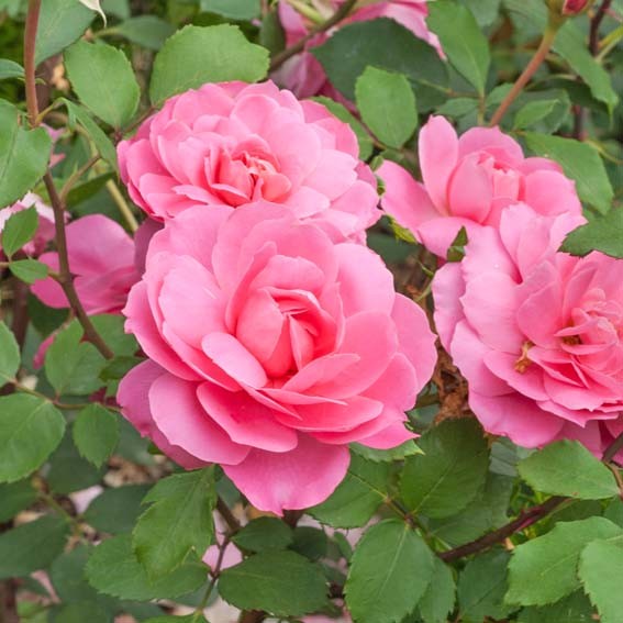 ROSIER fleurs groupées...