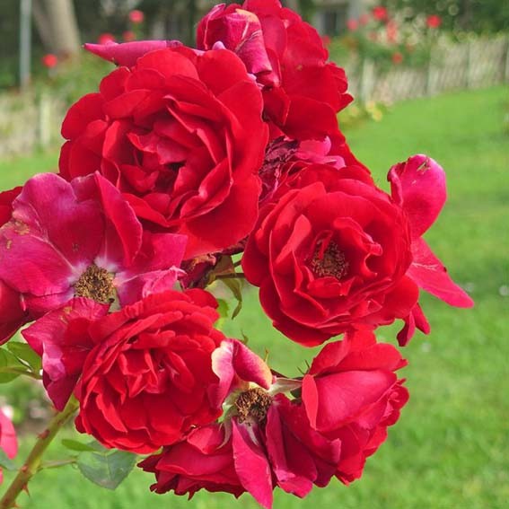 ROSIER fleurs groupées Lili...