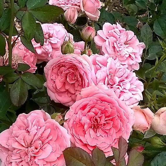 ROSIER fleurs groupées...