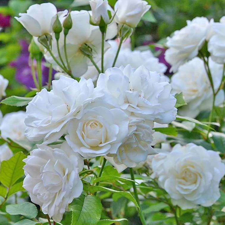 ROSIER fleurs groupées...