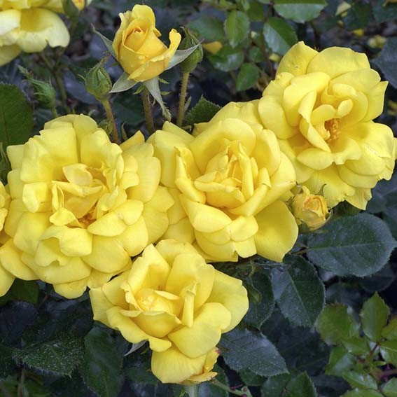 ROSIER fleurs groupées...