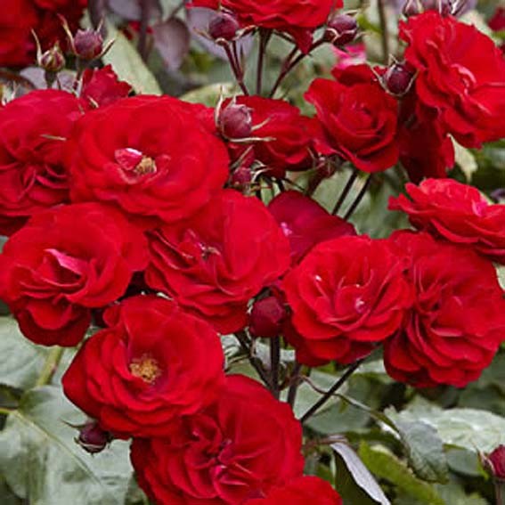 ROSIER fleurs groupées...