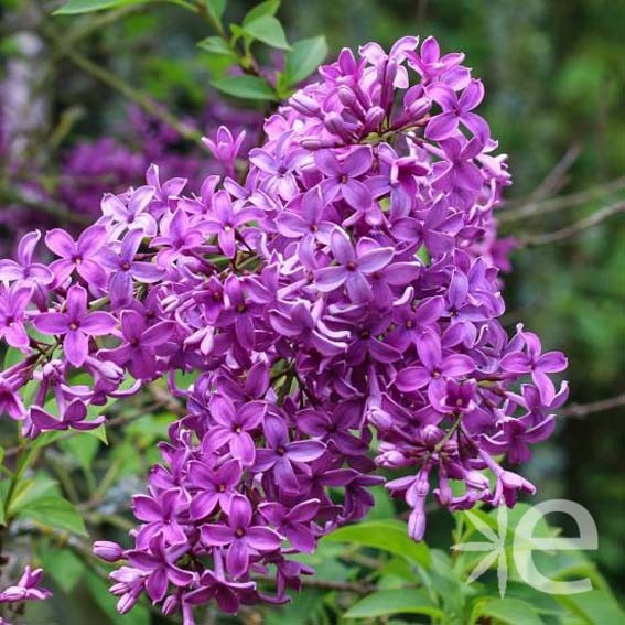 SYRINGA x chinensis...