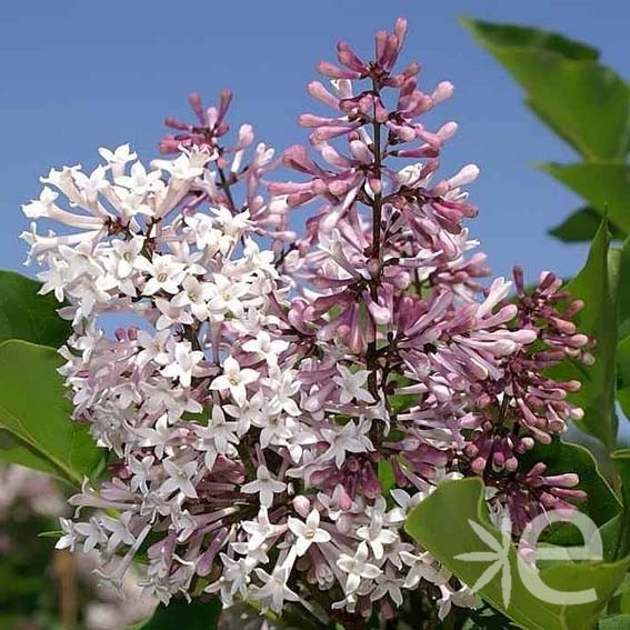 SYRINGA patula Miss Kim CTR 3L