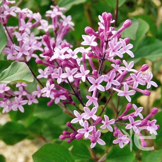 SYRINGA microphylla Red...