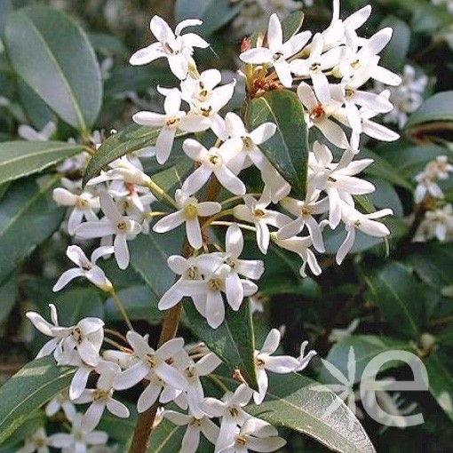 OSMANTHUS x burkwoodii CTR 5L