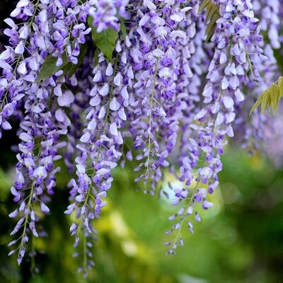 WISTERIA floribunda...