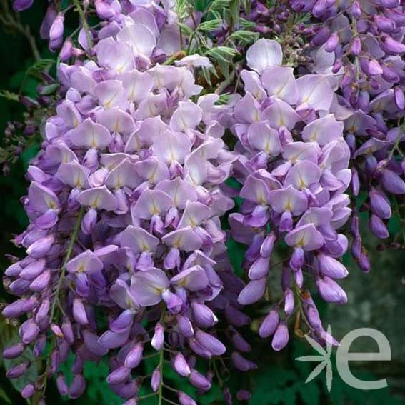 WISTERIA sinensis CTR 3L