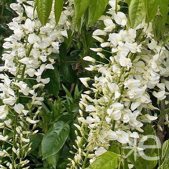 WISTERIA floribunda...