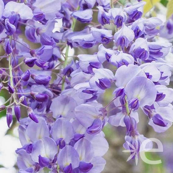 WISTERIA floribunda...