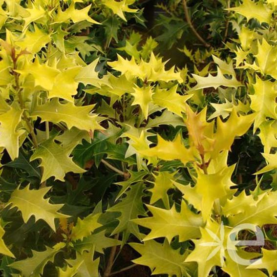 OSMANTHUS heterophyllus...