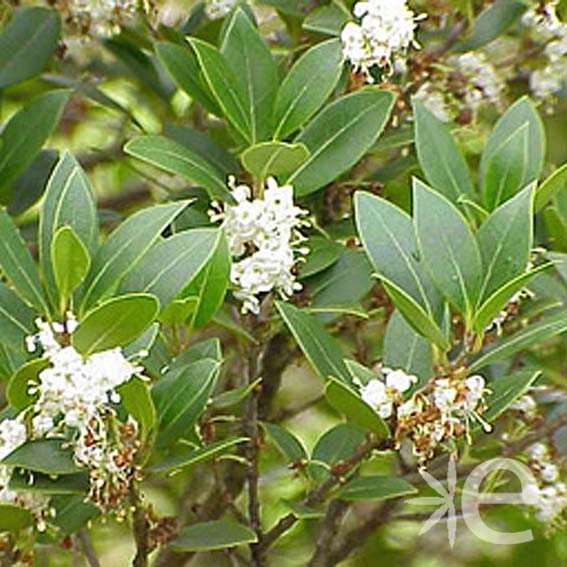 OSMANTHUS heterophyllus CTR 3L