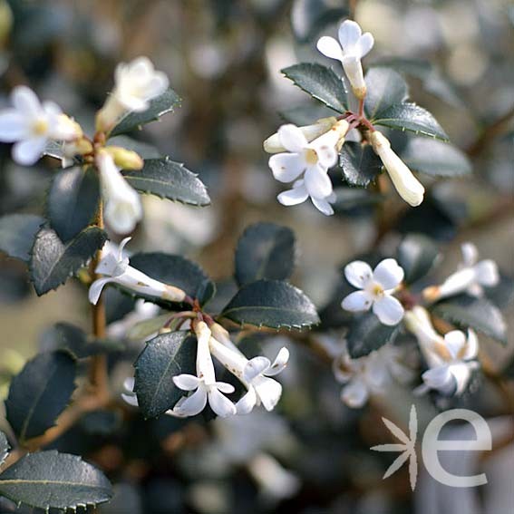 OSMANTHUS delavayi CTR 6L