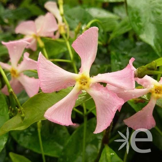 TRACHELOSPERMUM jasminoides...