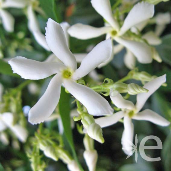 TRACHELOSPERMUM jasminoides...