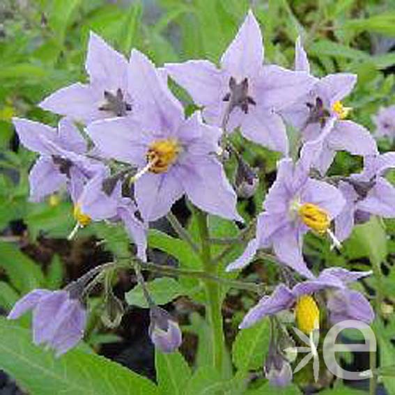 SOLANUM jasminoides Fleurs...