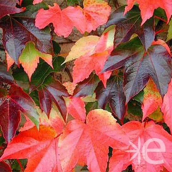 PARTHENOCISSUS tricuspidata...