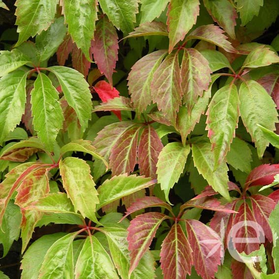 PARTHENOCISSUS quinquefolia...