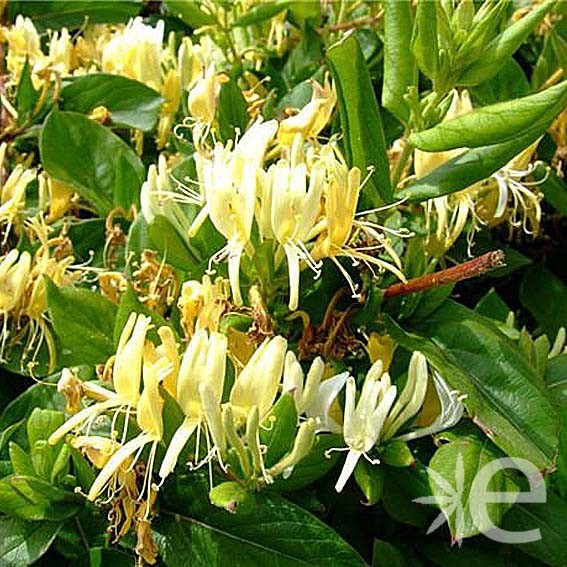 LONICERA japonica Halliana...