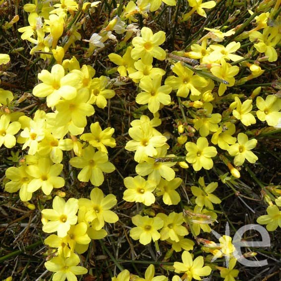 JASMINUM nudiflorum CTR 3L