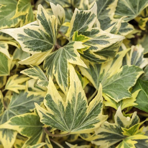 HEDERA helix Yellow Ripple...