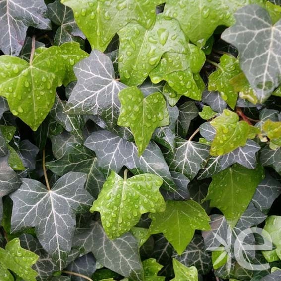 HEDERA helix Hibernica CTR 3L