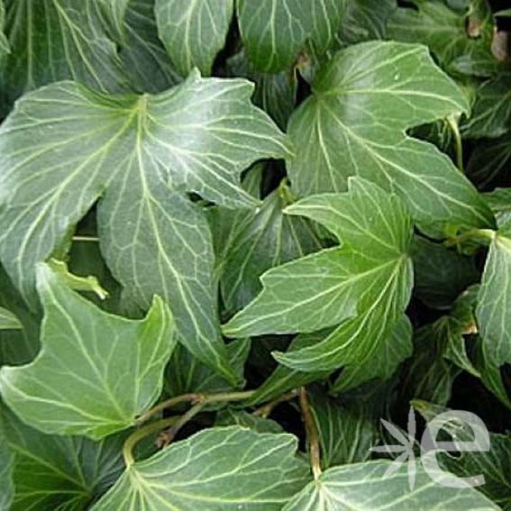 HEDERA helix Green Ripple...