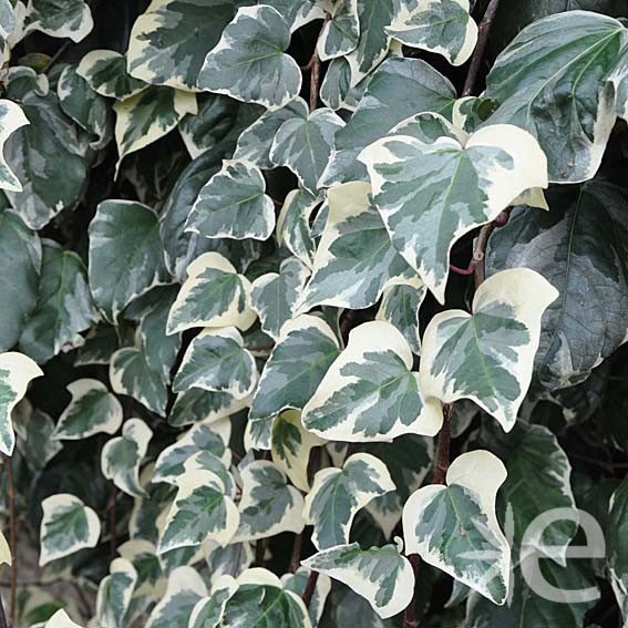 HEDERA algeriensis Gloire...