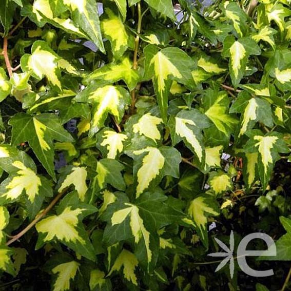 HEDERA helix Oro Di...