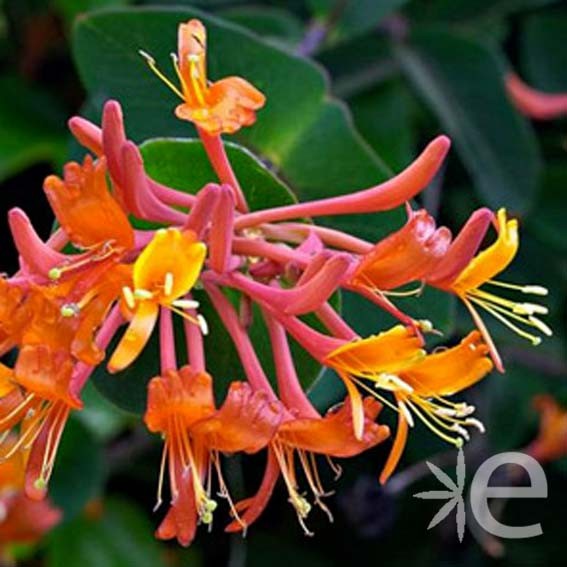 LONICERA brownii Dropmore...