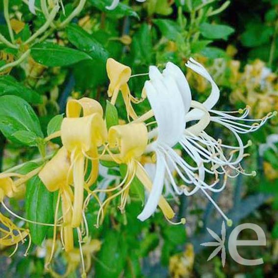 LONICERA japonica Halls...