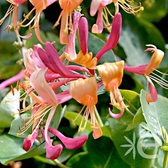 LONICERA henryi CTR 3L