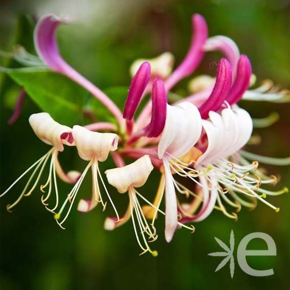 LONICERA japonica Chinensis...