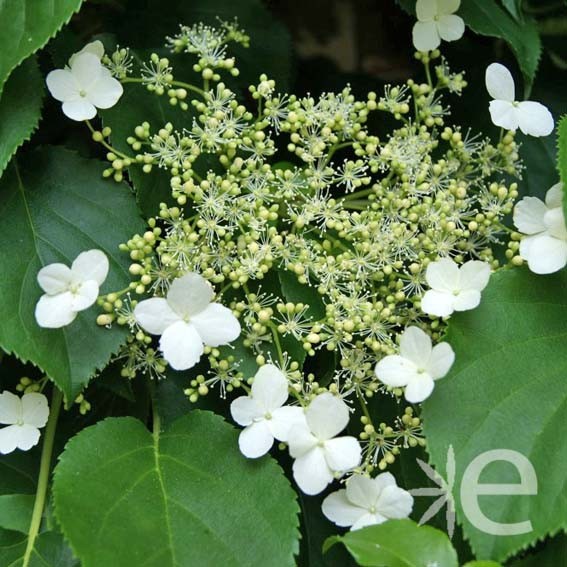 HYDRANGEA petiolaris CTR 3L