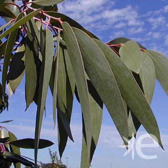 EUCALYPTUS niphophila CTR 3L