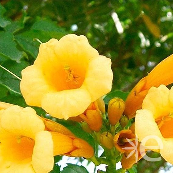 CAMPSIS radicans Yellow...