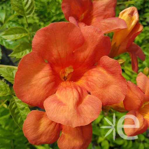 CAMPSIS grandiflora CTR 3L