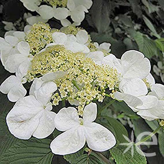 VIBURNUM plicatum Watanabe...