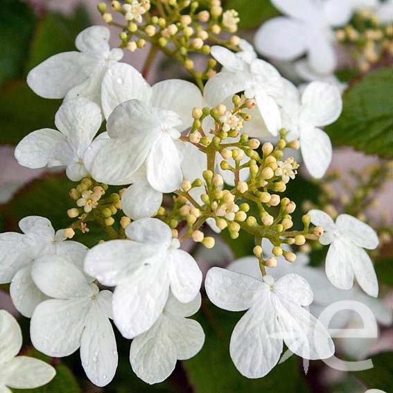 VIBURNUM plicatum Summer...