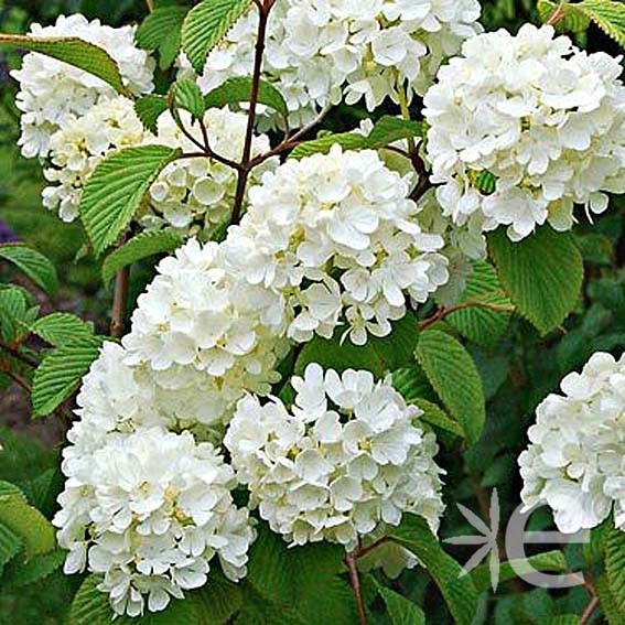 VIBURNUM plicatum Popcorn...