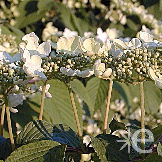 VIBURNUM plicatum Mariesii...