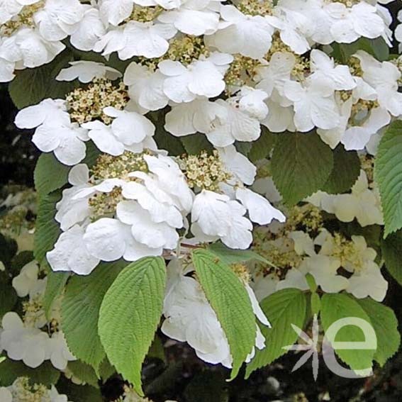 VIBURNUM plicatum Lanarth...