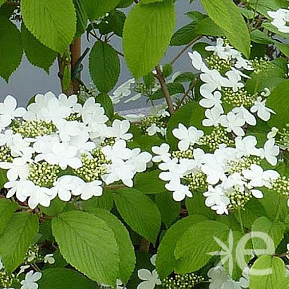 VIBURNUM plicatum...