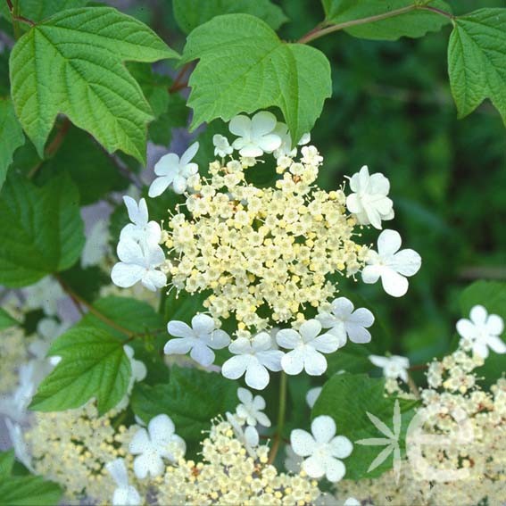 VIBURNUM opulus CTR 3L