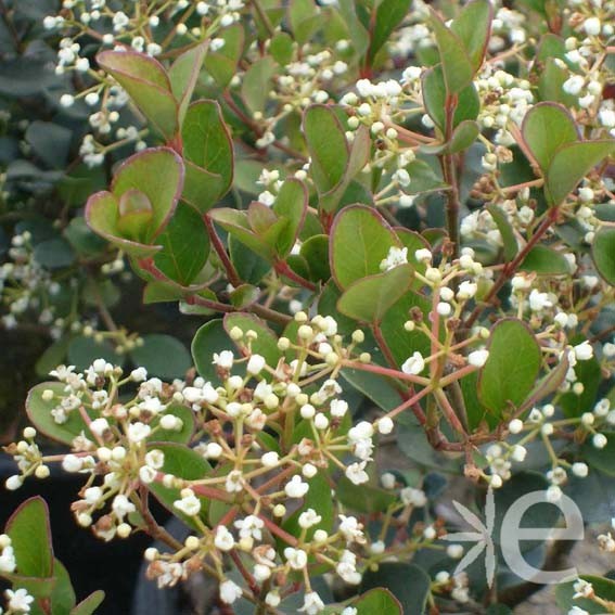 VIBURNUM harryanum CTR 3L