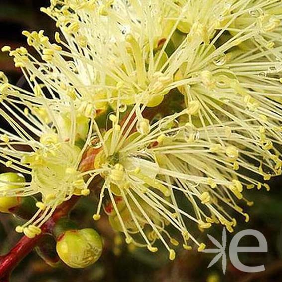 CALLISTEMON sieberi...