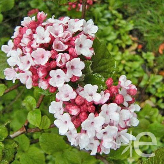 VIBURNUM carlesii Aurora...